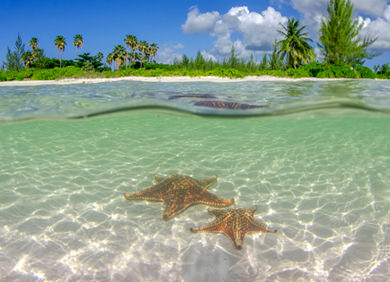 Επισκεφθείτε το Tranquil Starfish Point